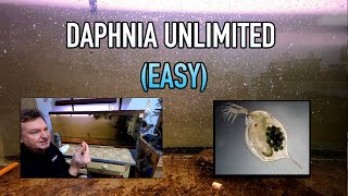 How I Raise Daphnia Water Fleas And You Can Too [upl. by Akimihs]