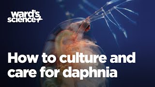 Caring and Culturing for Daphnia [upl. by Ym]