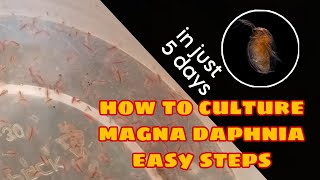 How to Culture Magna Daphnia Easily [upl. by Shurwood]