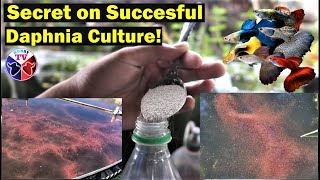 How to Culture Daphnia Successfully [upl. by Zitah35]