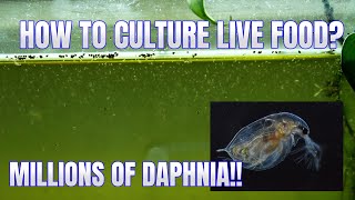 How to Culture Daphnia Secret Method to Breed MILLIONS  Simply Aquatic [upl. by Ahsiya]