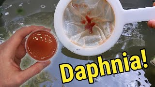 How I Culture Daphnia In Outdoor Tubs [upl. by Riek851]