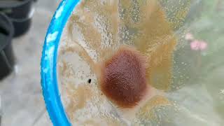 How to culture daphnia moina in a small container Part 1 English Subtitle [upl. by Akirdnahs438]