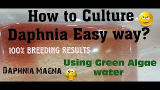 Daphnia MagnaHow to Culture Daphnia Easy wayCulturing Daphnia using Green water Daphnia [upl. by Ynohtnaleahcim392]