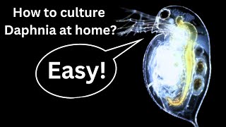 BEST Live Fish Food Beginner guide How to Culture Daphnia at home [upl. by Lamoureux562]