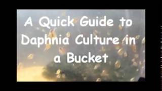 How to culture daphnia outside [upl. by Ahsertal]