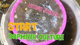 How to culture daphnia moina the easy way 1  Starting the Daphnia culture [upl. by Cutter941]