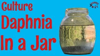 How to Culture Daphnia in a Jar [upl. by Thorin]