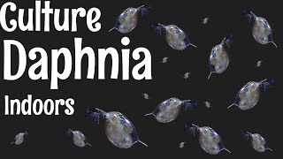 How to Culture Daphnia [upl. by Allene]