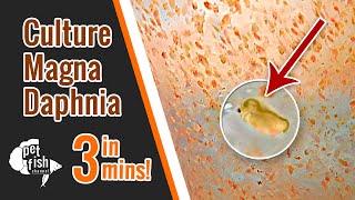 How to culture DAPHNIA MAGNA  The easy way [upl. by Llekcir]