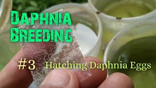 Daphnia Culture made simple and easy 3  Hatching Daphnia eggs [upl. by Atnoled]