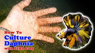 How to Culture Daphnia with ZERO Cost  Unlimited Live Food For Our Fish [upl. by Aidnis256]