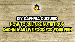 DIY Daphnia Culture How to Culture Nutritious Daphnia as Live Food for Your Fish [upl. by Wilkinson524]