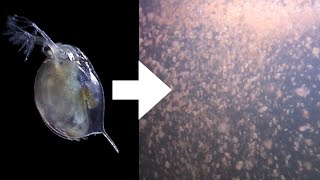 How I Culture Daphnia [upl. by Sarilda368]