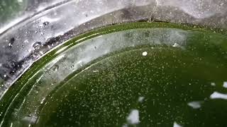 DAPHNIA MOINA CULTURE IN A SMALL BUCKET [upl. by Gillead]