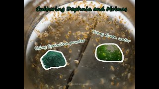 How To Culture Daphnia and Moinas using Green Water Spirulina powder [upl. by Brose832]