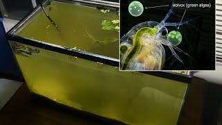 Raising Daphnia for the Freshwater Aquarium [upl. by Anelaj423]