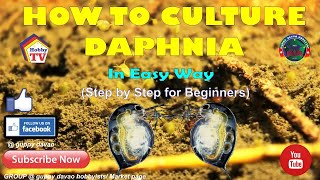 HOW TO CULTURE DAPHNIA In Easy Way [upl. by Anecusa]